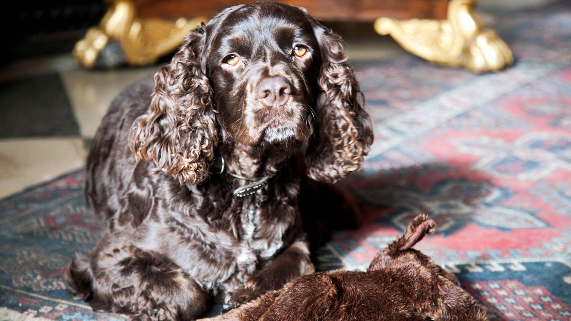 Spaniel lies on a rug at Ston Easton Park