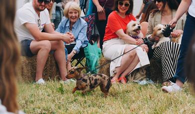 Dog running walking through the dog show ring