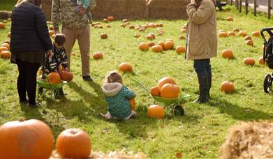 Pumpkin picking