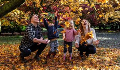 family of four people crouch below yellow leaved tree throwing the leaves up in air