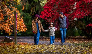 family of three walk through red, yellow and gold leaved autumn woodland