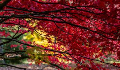 Red leaved tree lower branches with golden tree in background