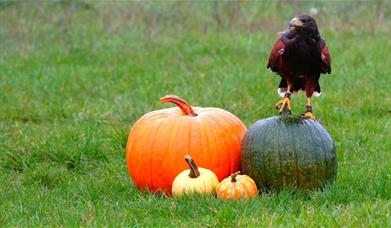 A Harris Hawk stands on a pile of pumpkins 