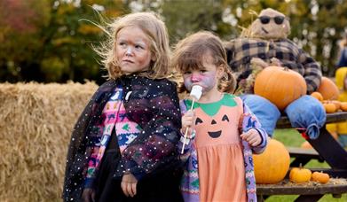 Harvest Festival
