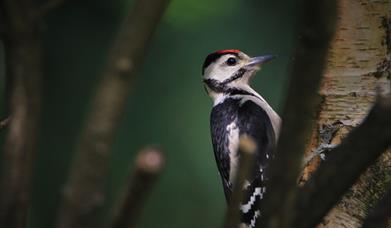 woodpecker on tree