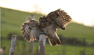 A Tawny Owl comes in to land on a perch