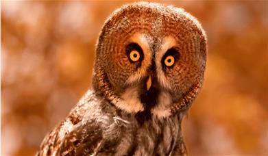 An owl in the trees looking into the camera 