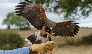 Image credit: The Falconry School