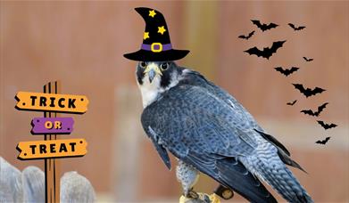 A bird of prey with a graphics of a witch's hat, bats, and a sign saying 'Trick or Treat' overlaid.