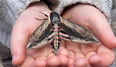 A moth sitting in a child's hands. 