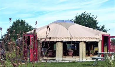 Bees in The Yurt