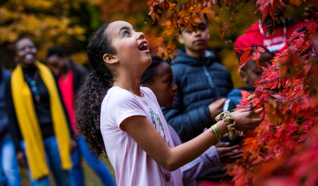 young girl looks up into red leaved tree in autumn
