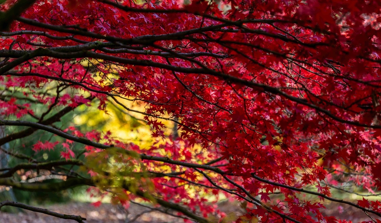 Red leaved tree lower branches with golden tree in background