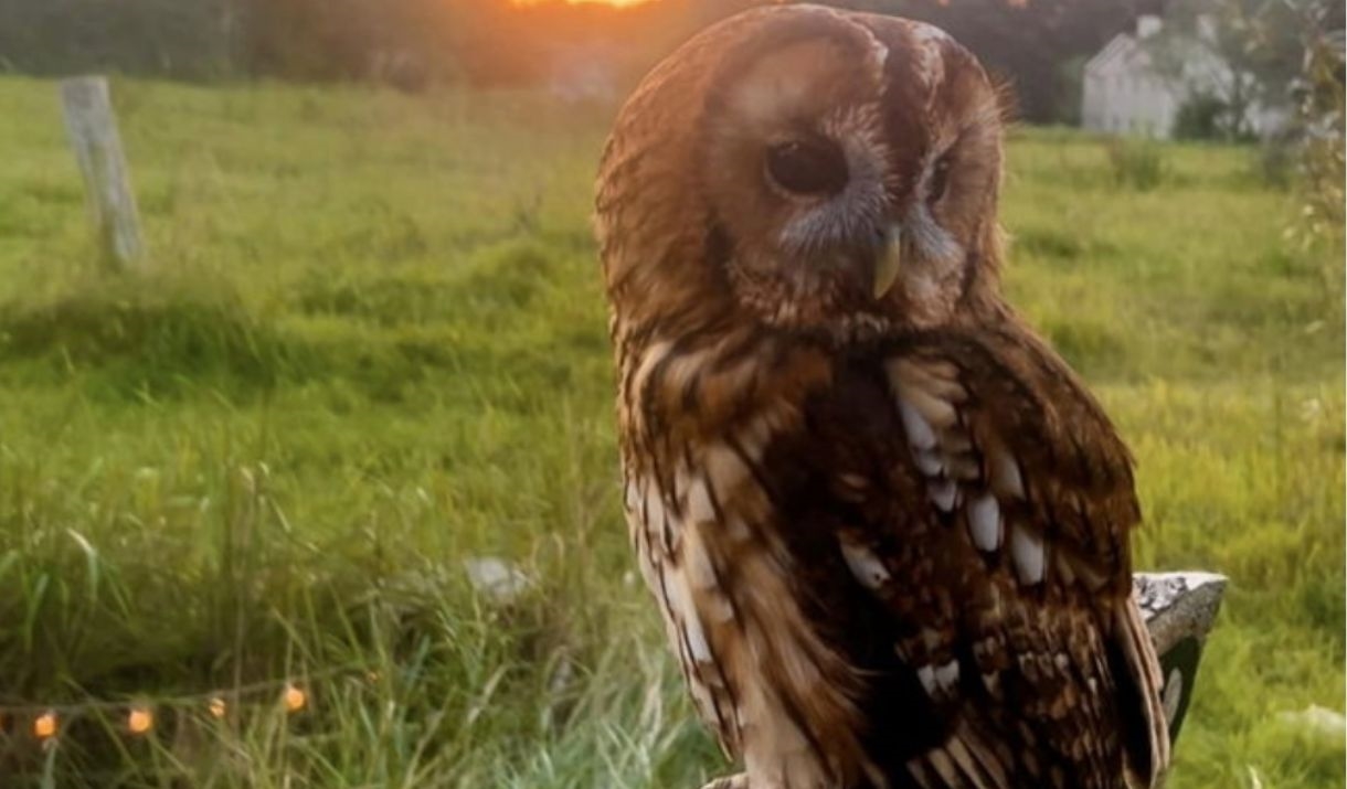 A Tawny owl sits in front of a sunset