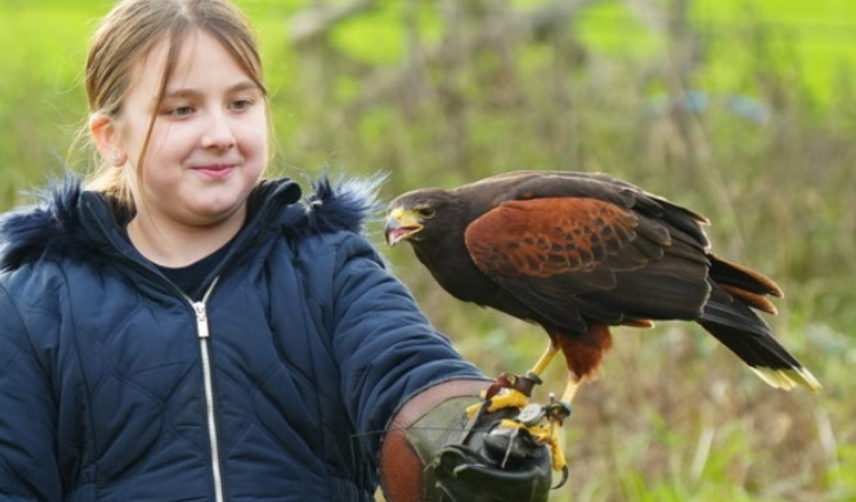 A girl holds a Harris' Hawk