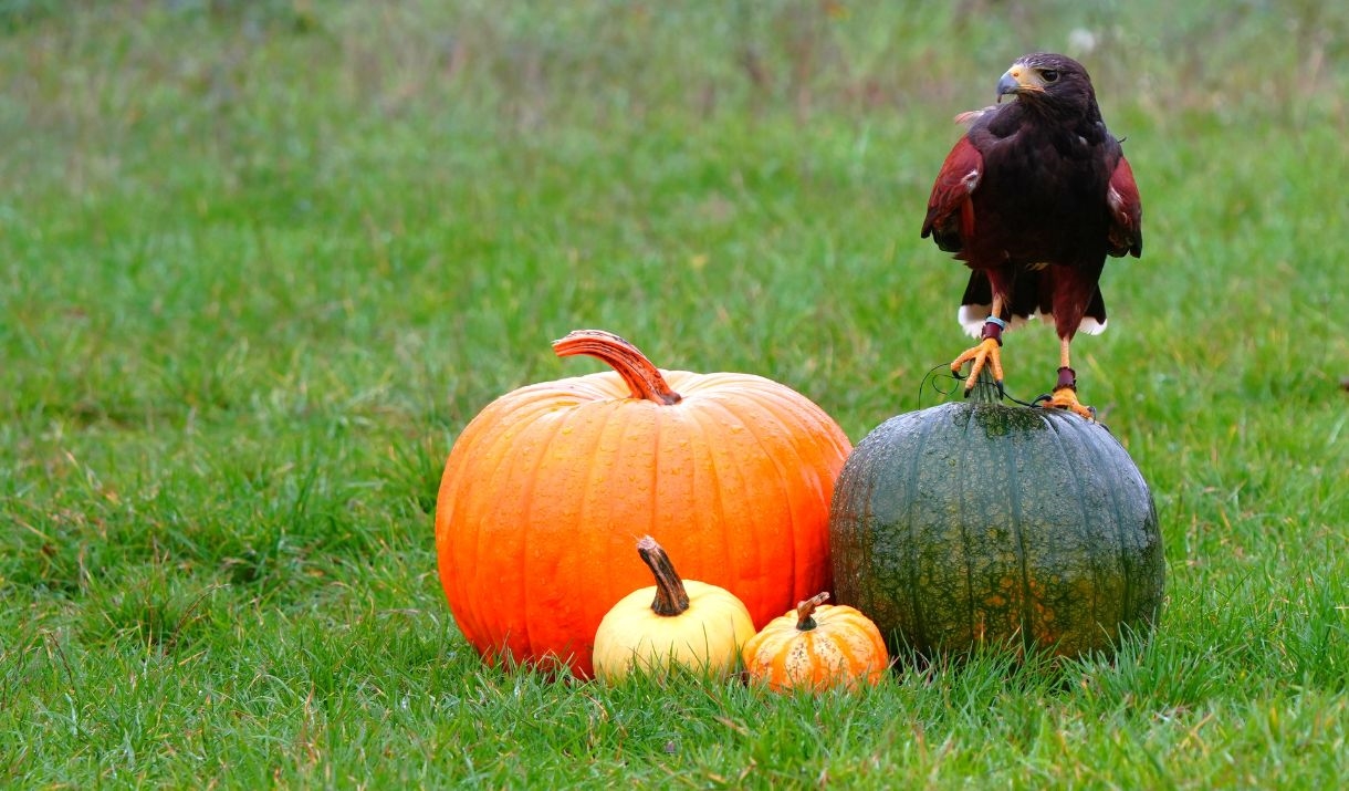 A Harris Hawk stands on a pile of pumpkins