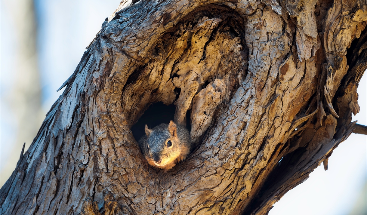 a squirrel in a tree