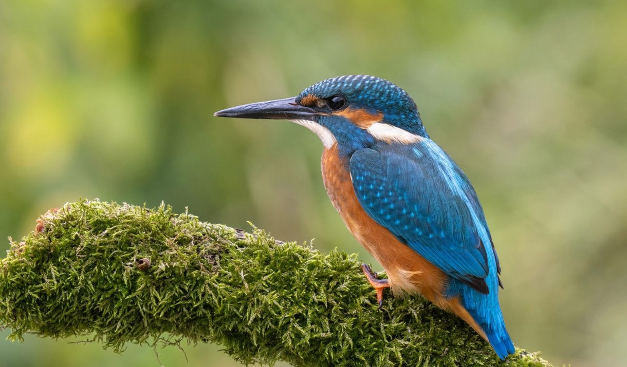 Bath River Line Kingfisher