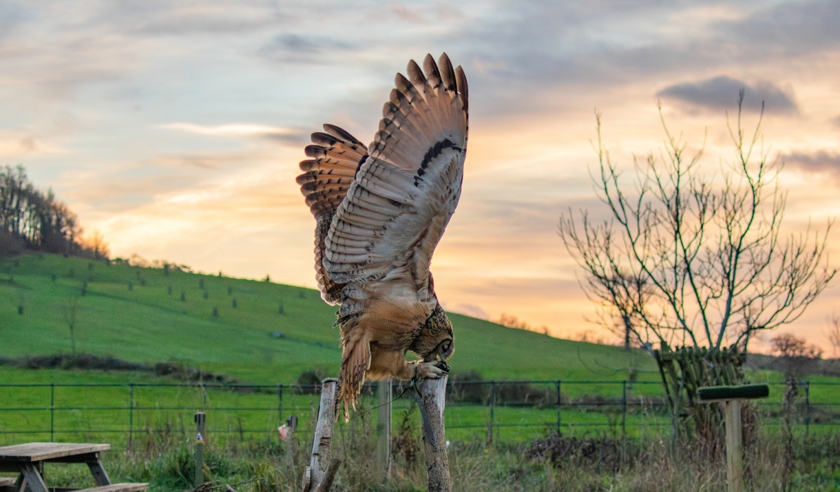 An owl perched on a tree trunk with its wings outstretched in front of a winter sunset.