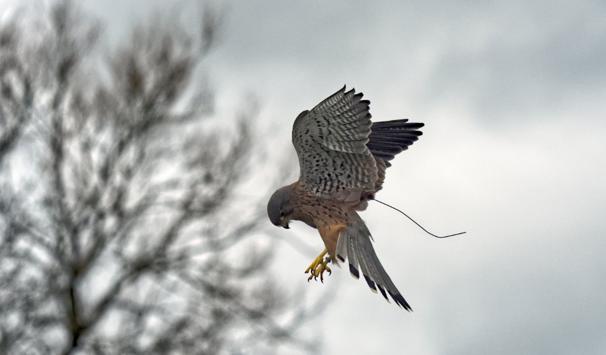 A kestrel hovers in front of a tree