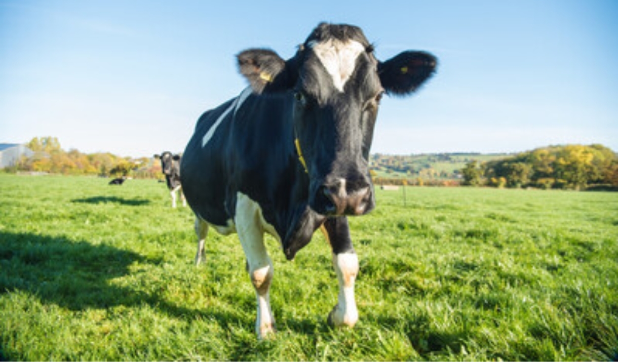 Yeo Valley Farms pedigree British Friesian cow