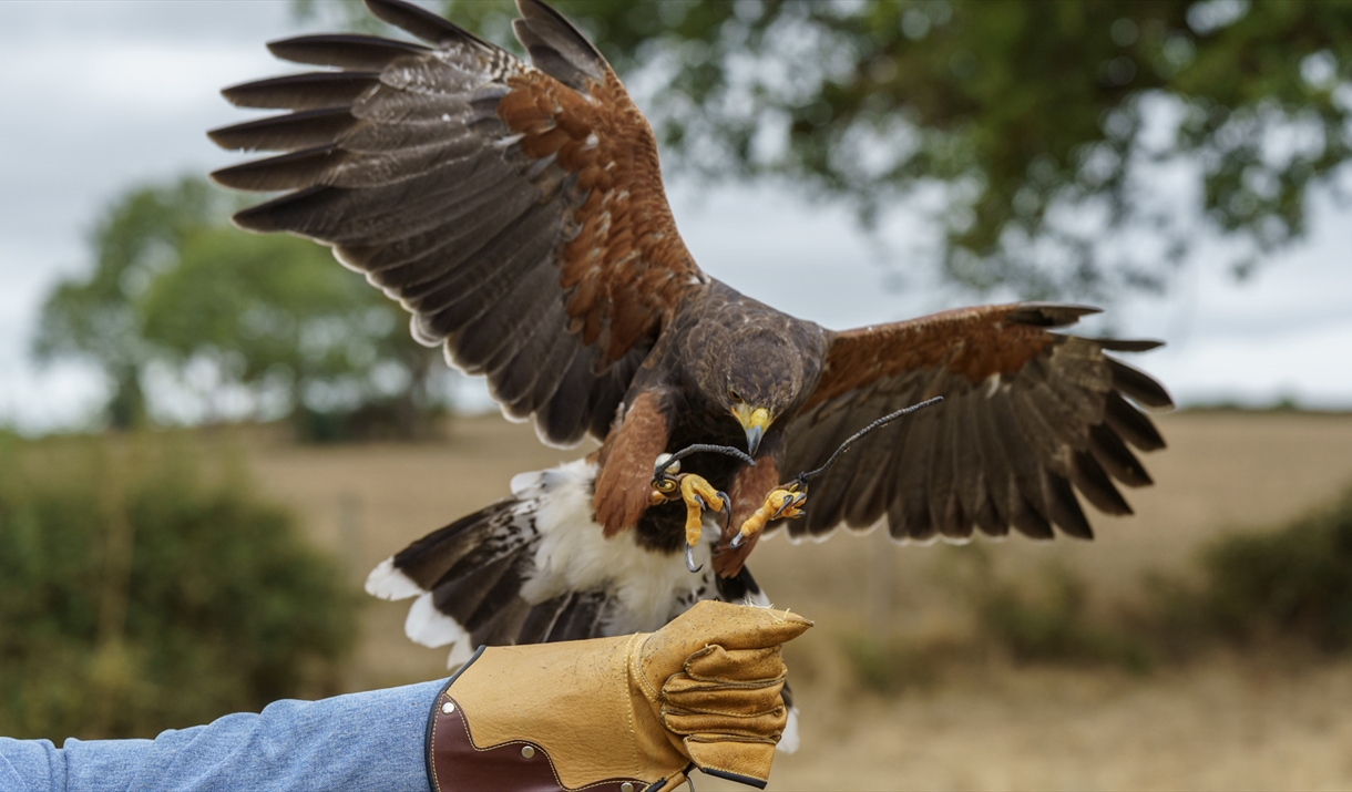 Image credit: The Falconry School