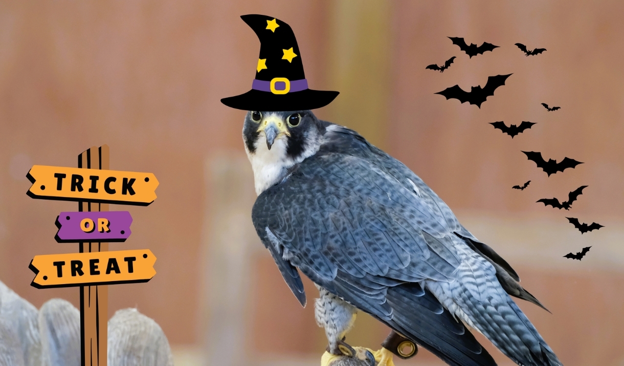 A bird of prey with a graphics of a witch's hat, bats, and a sign saying 'Trick or Treat' overlaid.