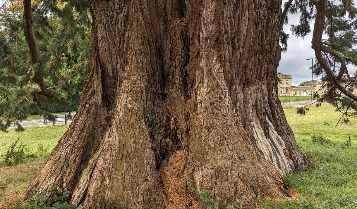 A sequoia tree at Newton Park