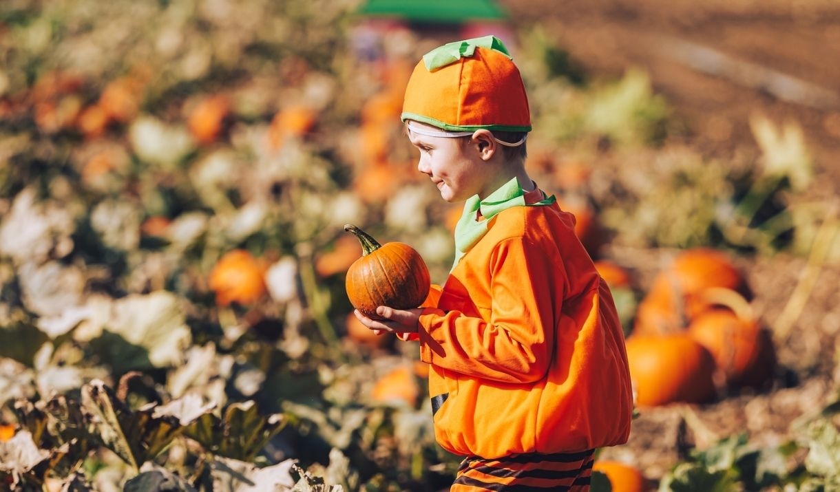 A young child dressed in a bright orange pumpkin costume and striped trousers walks through a pumpkin patch, smiling and holding a small pumpkin.