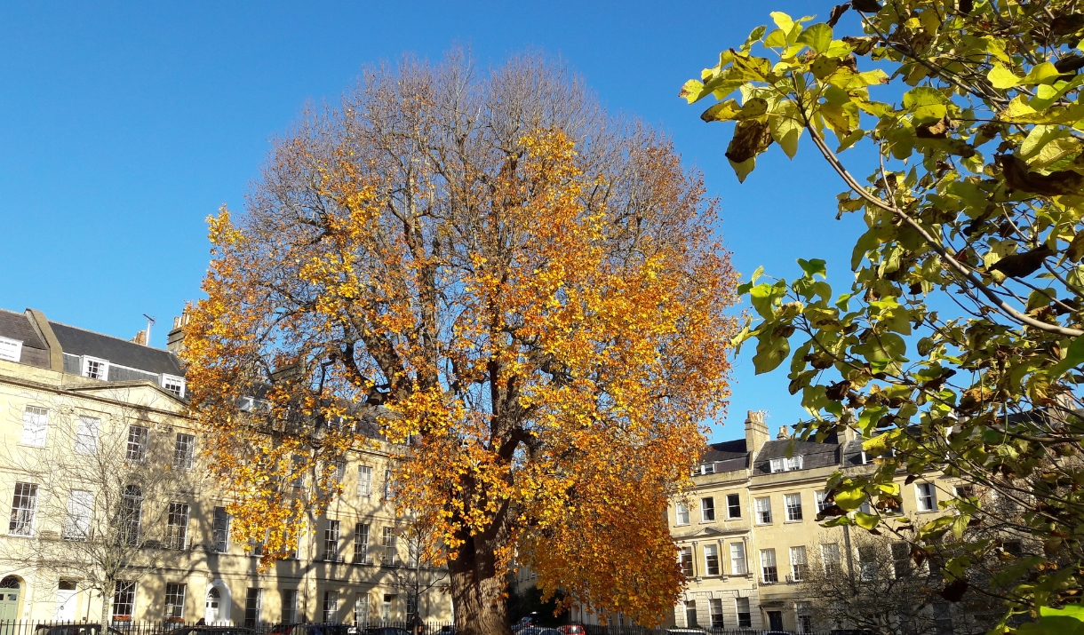 Botanical Bounty Tree Walk
