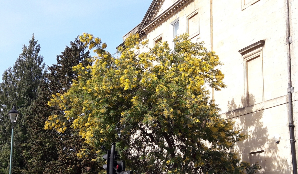 Leafy Legacies Tree Walk