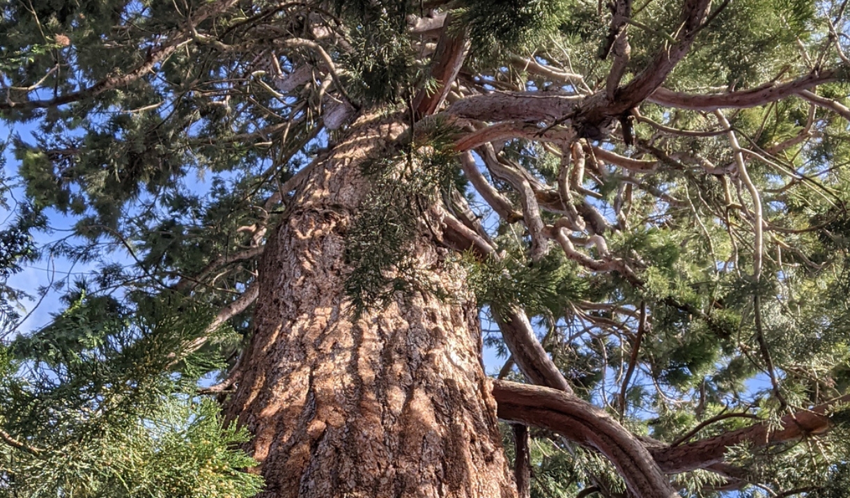 Treemendous Tree Walk