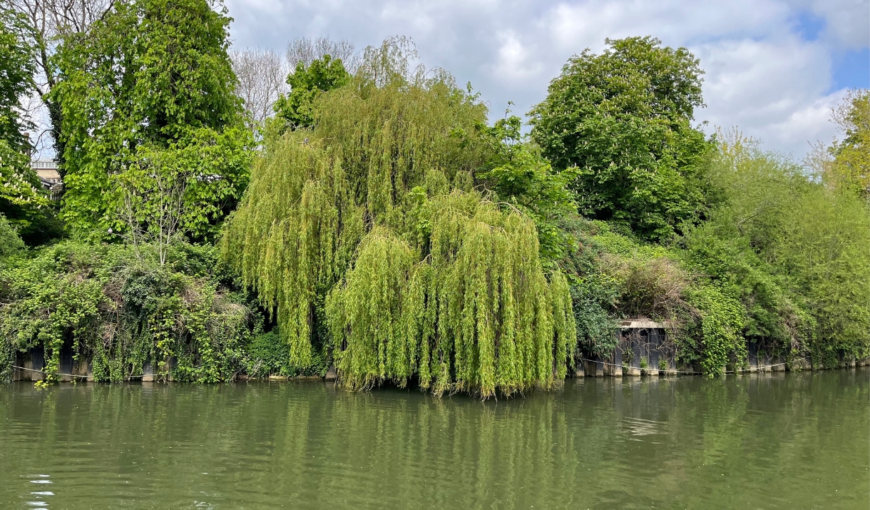 Riverside Ramble Tree Walk