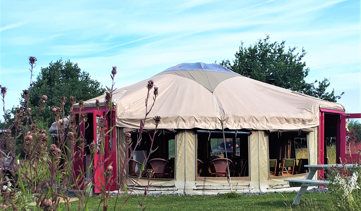 Bees in The Yurt