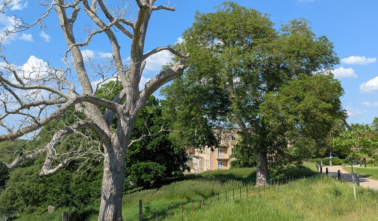 trees at Newton Park
