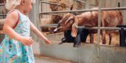 Child reaching out to feed goats