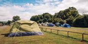 Tents set up in a campsite