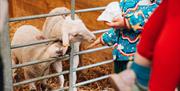 A child feeding some lambs through bars of a pen