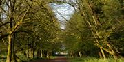 An arched avenue of trees - The North Walk at Corsham Park