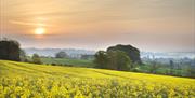A field of yellow flowers