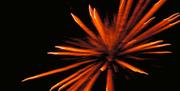 Bath Fireworks
