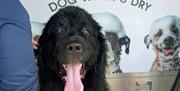 A black dog with his big pink tongue hanging out in front of the 'Dog wash and dry' sign.