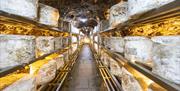 Wheels of cave-aged cheese on shelves inside Wookey Hole Caves